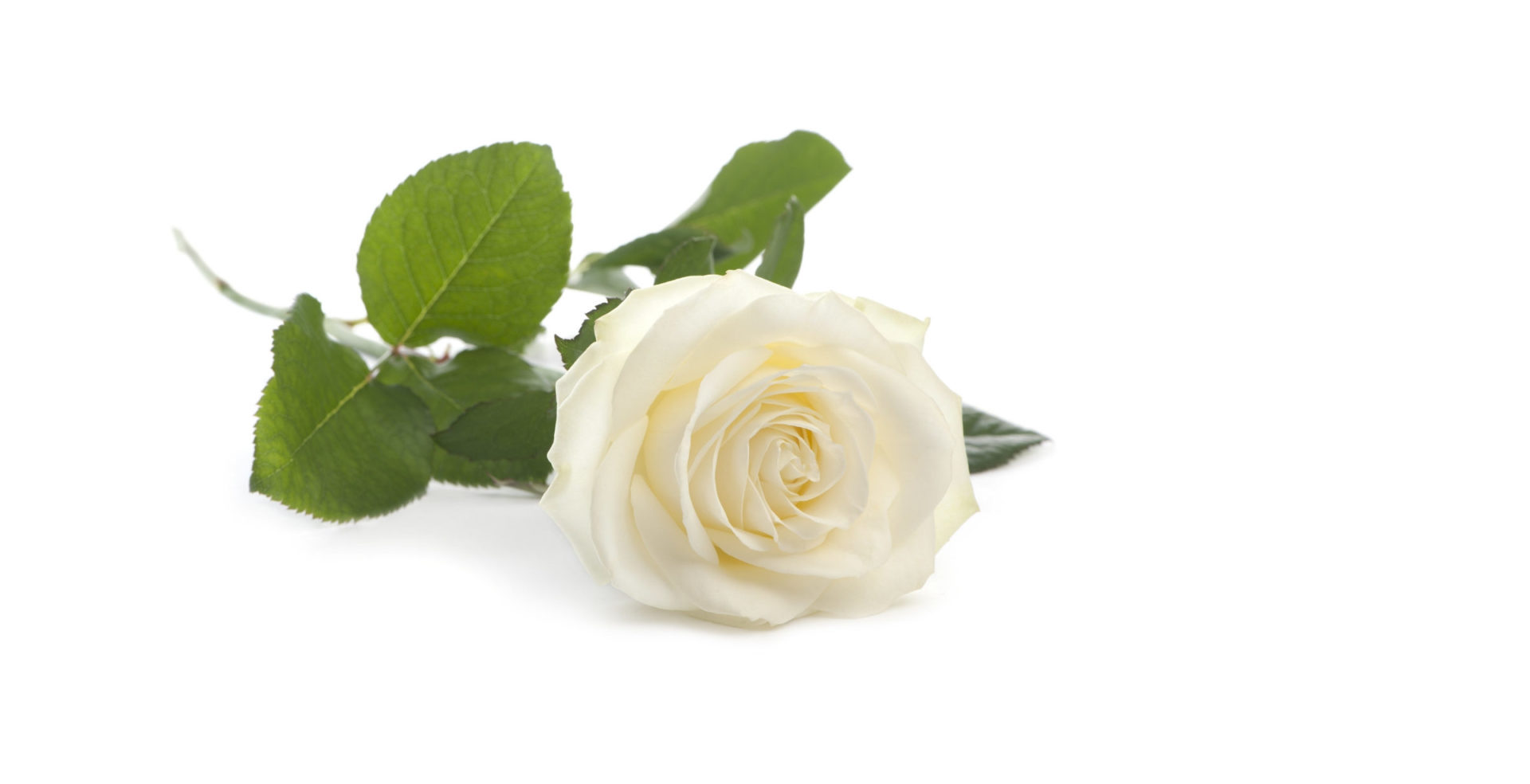 White Rose Modern Funerals