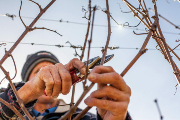 Bluebell-Pruning-16-47