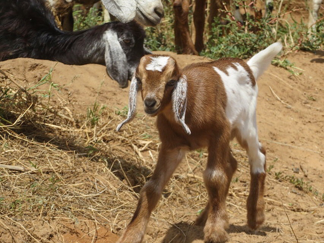 Joanna Lumley’s Children’s Challenge – Draw a Goat for Darfur!