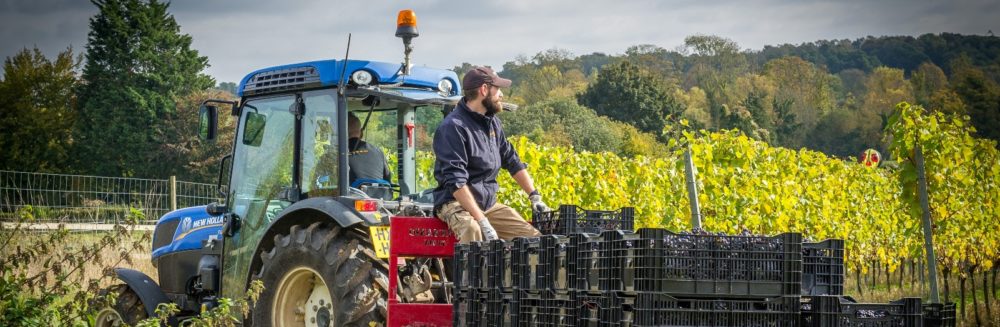 SPARKLING!  Award winning wines grown on our doorstep