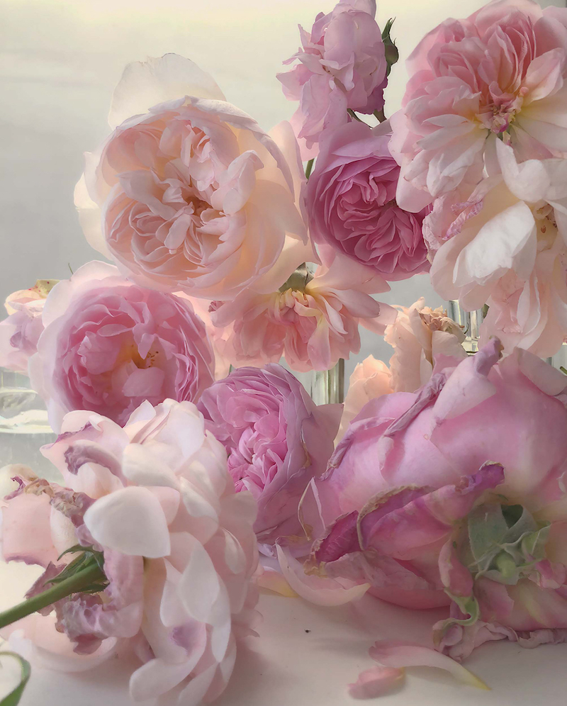 Nick Knight Roses