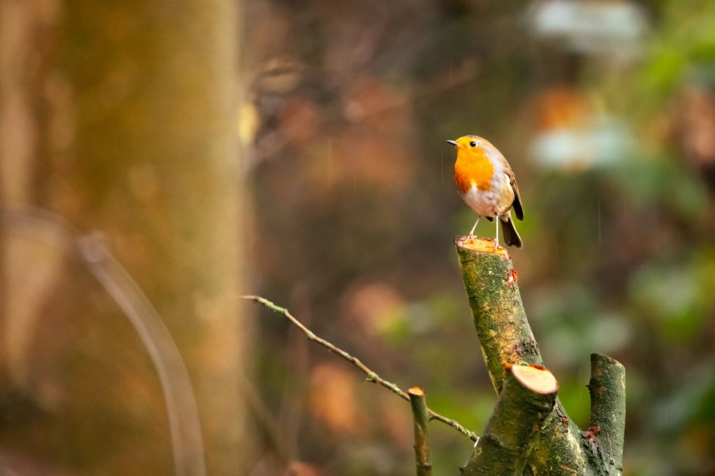 Autumn-in-Royal-Parks-bird-spotting

