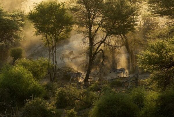 Africa in Focus photographic competition zebra