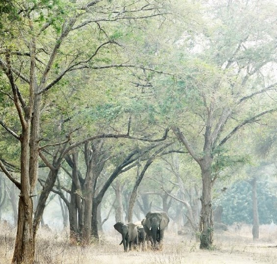 Caroline Gibello photography wildlife Africa 7