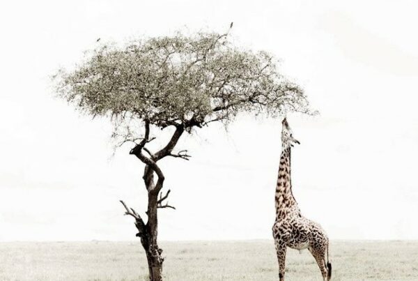 Caroline Gibello photography wildlife Africa