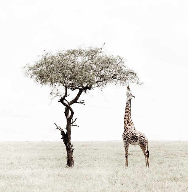 Caroline Gibello photography wildlife Africa