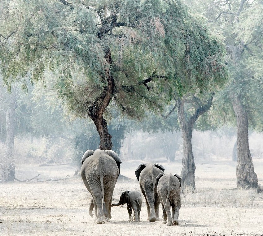 Nature Photography Exhibition – Caroline Gibello at Ad Lib Gallery