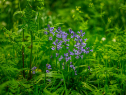 bluebells in the regents park