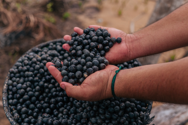 Açaí,Native,Straight,From,The,Brazilian,Forest-darlingmagazineuk