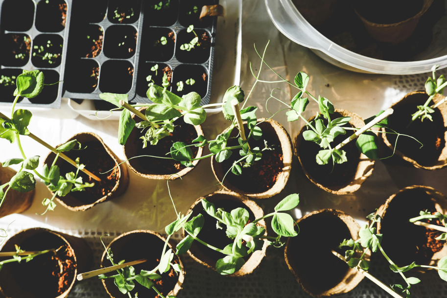 Budding Gardeners Can Grow Their Skills This May Half-Term With The RHS Family Gardening Festival