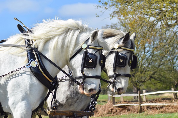 horse-carriage-parks-darling-magazine-uk-royal-parks