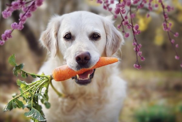 The Most Toxic Easter Foods to Keep Away from Pets-darling-magazine-uk