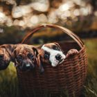 Hay Fever Hits Harder When Your Pup Shares Your Sheets-darling-magazine-uk