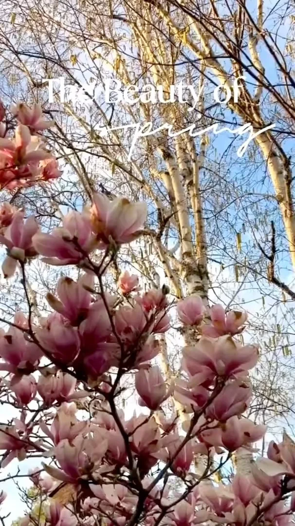 Sunny Sundays and spring skies — the perfect kind of reset. 🌸🌺🌼

Happy Sunday!

#sunday #reset #selfcare #selfcaresundays